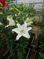 [5349 White Spear DJ No01.JPG]